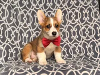 Max, a male Pembroke Welsh Corgi for sale in Davenport, FL – 5 of 10