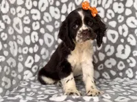 Jess, a female Cocker Spaniel for sale in Davenport, FL – 6 of 10