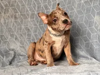 Buster-price reduced , a male French Bulldog and American Pit Bull Terrier for sale in Davenport, FL – 2 of 10