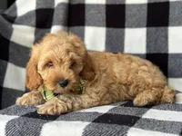 Bodie, a male Cockapoo and Poodle - Toy  for sale in Davenport, FL – 7 of 8