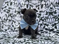 Camo, a male French Bulldog and American Pit Bull Terrier for sale in Davenport, FL – 8 of 10