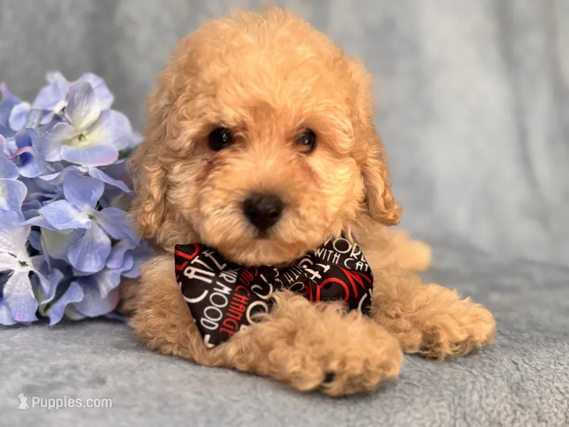 Danny – Poodle - Toy , Poodle - Miniature  puppy for sale in Davenport, FL