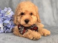 Danny, a male Poodle - Toy  and Poodle - Miniature  for sale in Davenport, FL – 2 of 8