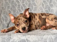 Buster-price reduced , a male French Bulldog and American Pit Bull Terrier for sale in Davenport, FL – 3 of 10