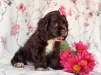 Diamond, a female Cocker Spaniel for sale in Davenport, FL – 2 of 10