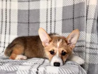 Luke , a male Pembroke Welsh Corgi for sale in Davenport, FL – 9 of 10