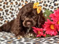 Sage, a female Cocker Spaniel for sale in Davenport, FL – 2 of 10