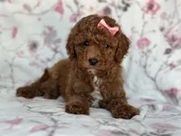 Mini-sale, a female Cavapoo and Poodle - Miniature  for sale in Davenport, FL – 4 of 8