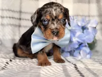 Squirrel, a male French Bulldog and Cockapoo for sale in Davenport, FL – 1 of 10