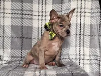 Tigger, a male French Bulldog and American Pit Bull Terrier for sale in Davenport, FL – 5 of 10