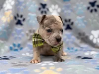 Tigger, a male French Bulldog and American Pit Bull Terrier for sale in Davenport, FL – 7 of 10