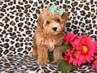 Britney, a female Poodle - Toy  and Poodle - Miniature  for sale in Davenport, FL – 7 of 10