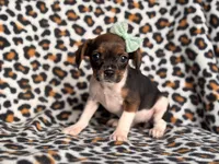 Beauty, a female French Bulldog and Cockapoo for sale in Davenport, FL – 3 of 10
