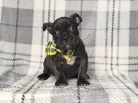 Camo, a male French Bulldog and American Pit Bull Terrier for sale in Davenport, FL – 8 of 9