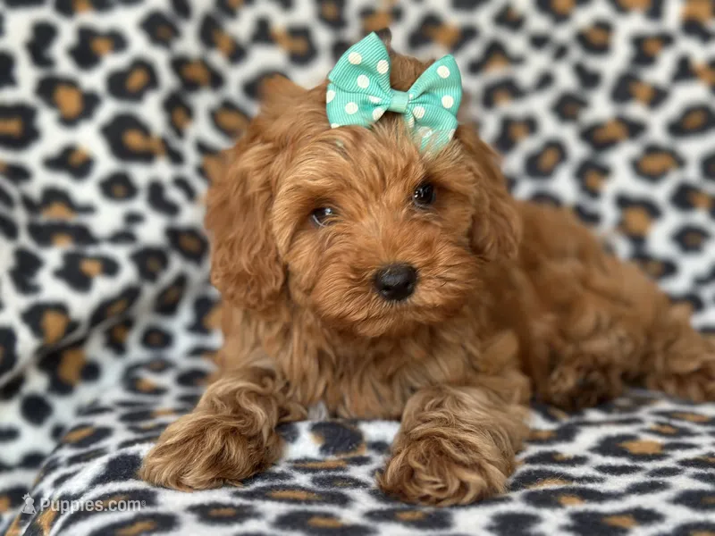 Baby – Cockapoo, Poodle - Toy  puppy for sale in Davenport, FL