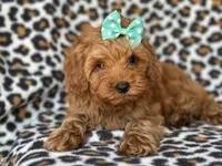 Baby, a female Cockapoo and Poodle - Toy  for sale in Davenport, FL – 1 of 10