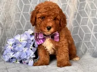 James, a male Cavapoo and Poodle - Toy  for sale in Davenport, FL – 8 of 10