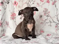 Butter, a female American Pit Bull Terrier and Black Mouth Cur for sale in Davenport, FL – Photo 2 of 2