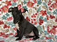 Butter, a female American Pit Bull Terrier and Black Mouth Cur for sale in Davenport, FL – Photo 2 of 5