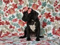 Butter, a female American Pit Bull Terrier and Black Mouth Cur for sale in Davenport, FL – Photo 1 of 5