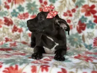 Butter, a female American Pit Bull Terrier and Black Mouth Cur for sale in Davenport, FL – Photo 3 of 5