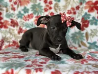 Butter, a female American Pit Bull Terrier and Black Mouth Cur for sale in Davenport, FL – Photo 5 of 5