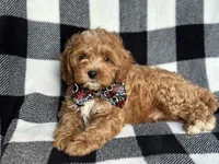 Curious, a male Cavapoo and Poodle - Miniature  for sale in Davenport, FL – 6 of 9