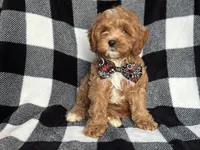 Curious, a male Cavapoo and Poodle - Miniature  for sale in Davenport, FL – 8 of 9