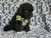 Socks , a male Poodle - Miniature  and Havapoo for sale in Davenport, FL – 3 of 10