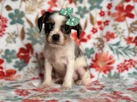 Quinn cookie, a female French Bulldog and Cockapoo for sale in Davenport, FL – 5 of 10