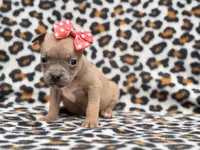 Stella, a female French Bulldog and American Pit Bull Terrier for sale in Davenport, FL – 3 of 10