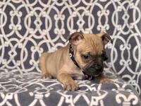 Scout, a male French Bulldog and American Pit Bull Terrier for sale in Davenport, FL – 5 of 8