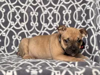 Scout, a male French Bulldog and American Pit Bull Terrier for sale in Davenport, FL – 7 of 8