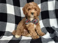 Curious, a male Cavapoo and Poodle - Miniature  for sale in Davenport, FL – 7 of 9