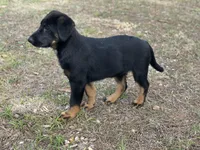 Baby, a female German Shepherd Dog and Bernese Mountain Dog for sale in Davenport, FL – Photo 4 of 5