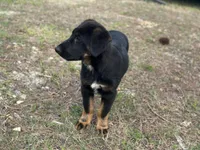 Baby, a female German Shepherd Dog and Bernese Mountain Dog for sale in Davenport, FL – Photo 2 of 5
