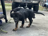 Baby, a female German Shepherd Dog and Bernese Mountain Dog for sale in Davenport, FL – Photo 3 of 5