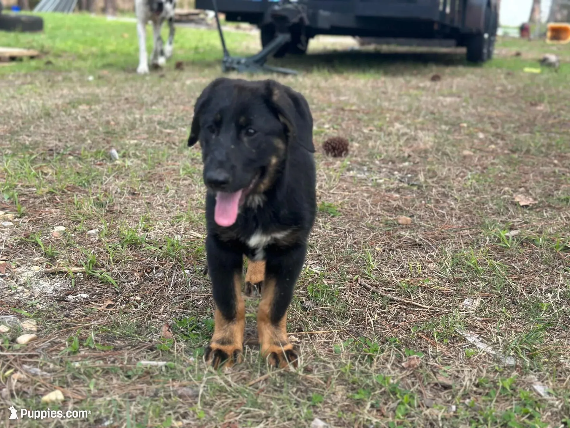 Baby – German Shepherd Dog, Bernese Mountain Dog puppy for sale in Davenport, FL