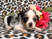Quinn cookie, a female French Bulldog and Cockapoo for sale in Davenport, FL – 9 of 10