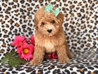 Britney, a female Poodle - Toy  and Poodle - Miniature  for sale in Davenport, FL – 4 of 10
