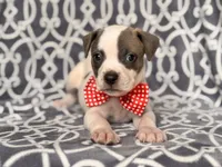 Rodeo , a male American Pit Bull Terrier and Cane Corso for sale in Davenport, FL – 8 of 10
