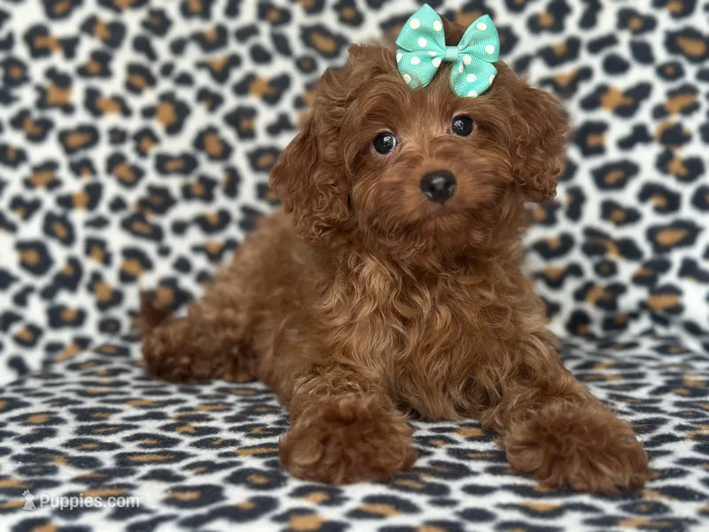Delilah – Cavapoo, Poodle - Miniature  puppy for sale in Davenport, FL