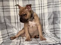 Scout-price reduced , a male French Bulldog and American Pit Bull Terrier for sale in Davenport, FL – 6 of 10