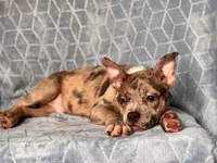 Buster-price reduced , a male French Bulldog and American Pit Bull Terrier for sale in Davenport, FL – 9 of 10