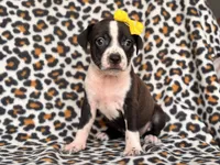 Reba, a female American Pit Bull Terrier and Cane Corso for sale in Davenport, FL – 9 of 10