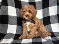 Curious, a male Cavapoo and Poodle - Miniature  for sale in Davenport, FL – 9 of 9
