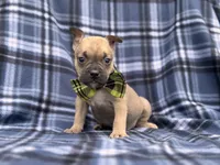 Scout, a male French Bulldog and American Pit Bull Terrier for sale in Davenport, FL – 5 of 10