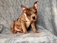 Buster-price reduced , a male French Bulldog and American Pit Bull Terrier for sale in Davenport, FL – 6 of 10