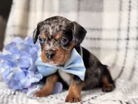 Squirrel, a male French Bulldog and Cockapoo for sale in Davenport, FL – 5 of 10