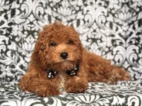 Romeo-price reduced , a male Cavapoo and Poodle - Toy  for sale in Davenport, FL – 9 of 10